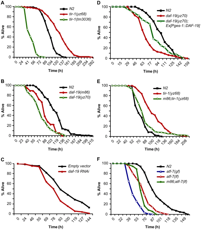 DAF-19 regulation of TIR-1-mediated innate immunity.