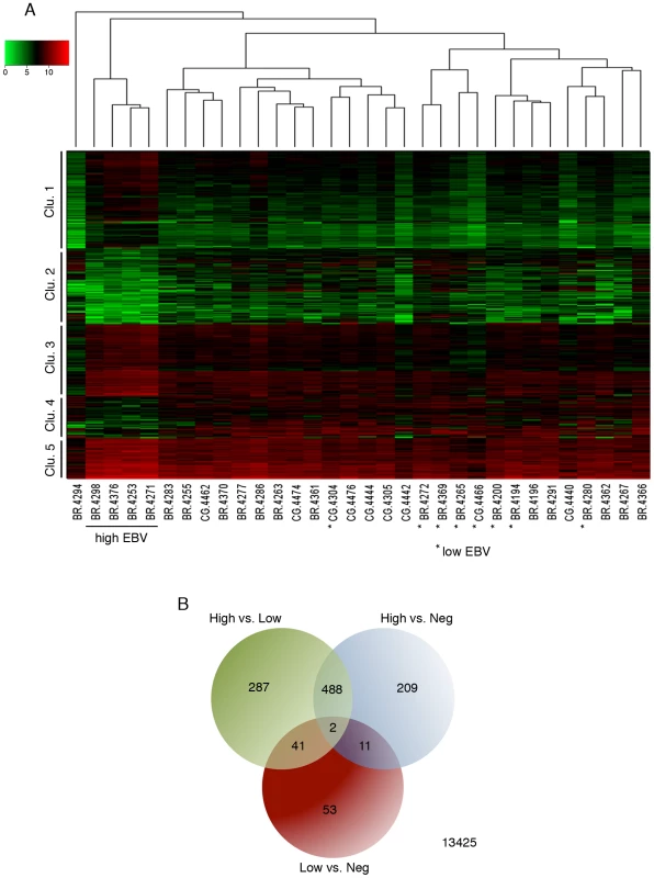 Cluster analysis of EBV-associated gastric carcinoma samples.
