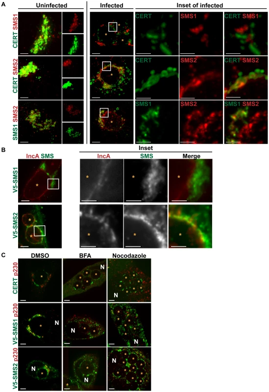 SMS1 and SMS2 localization in <i>C. trachomatis</i> infected cells.