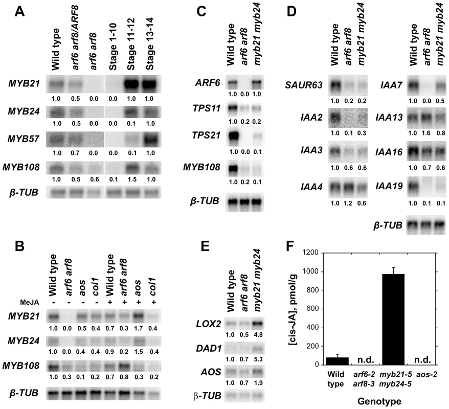 Gene expression and jasmonate production in wild-type and mutant flowers.