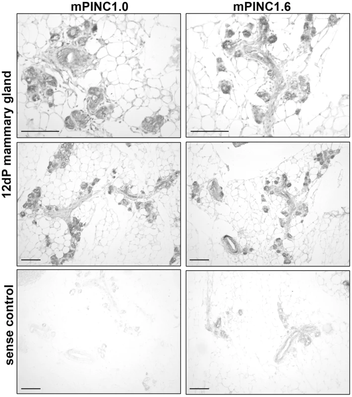 <i>mPINC</i> is enriched in alveolar cells of the pregnant gland.