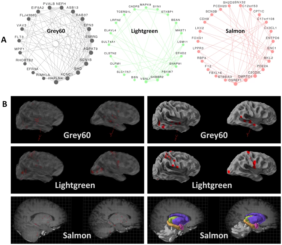 Modules correspond to specific neuronal sub-groups acting in specific regions.