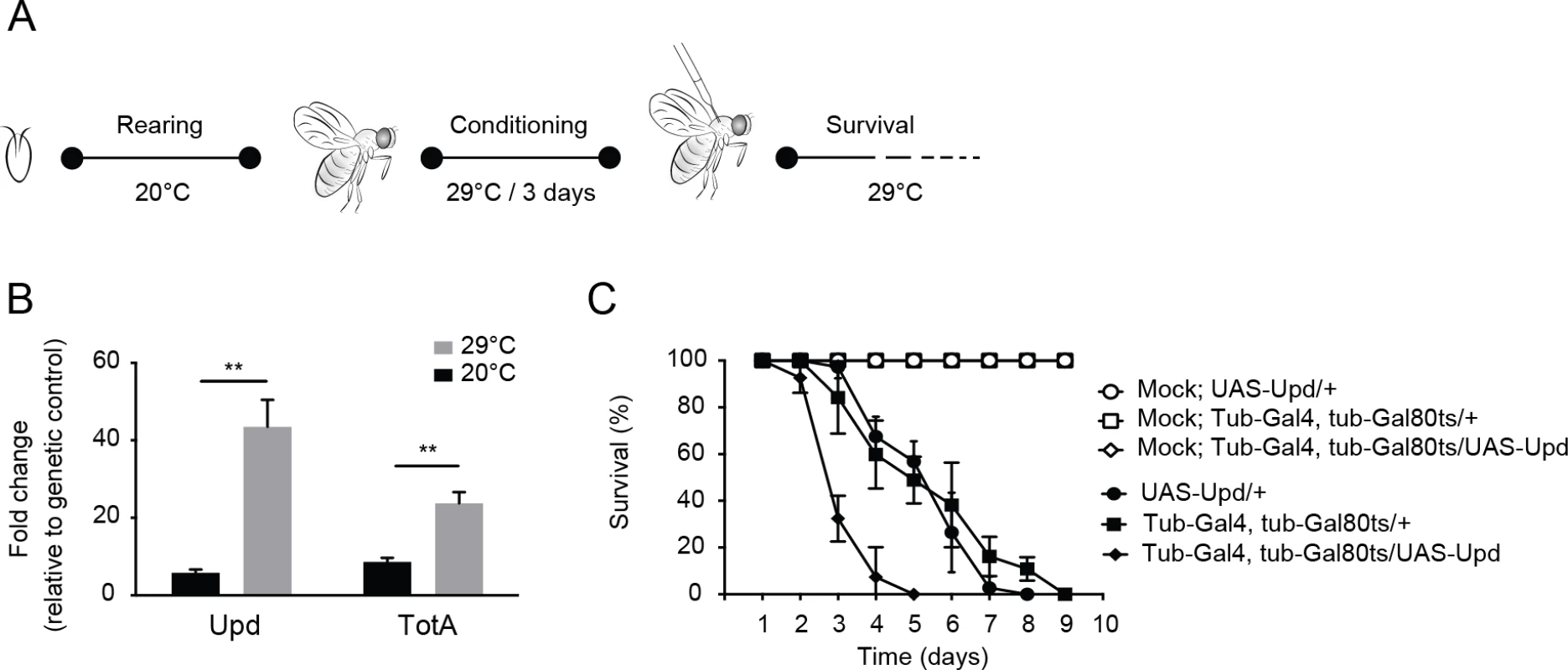 Hyperactivation of the Jak-Stat pathway renders flies hypersensitive to virus infection.