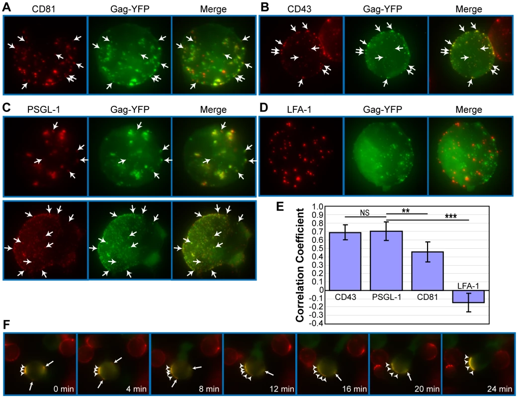 Gag associates with uropod-specific microdomains that carry Gag to the uropod.