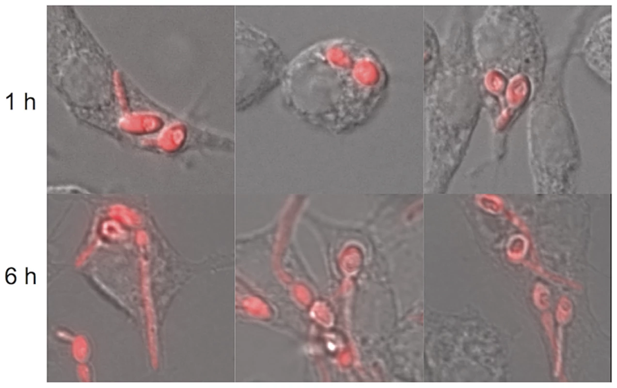 Morphogenesis of <i>C. albicans</i> within macrophages.