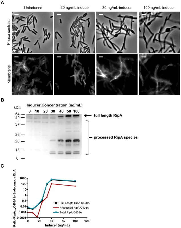 Proteolyzied RipA<sub>Sm</sub> C408A overexpression correlates with morphological toxicity.