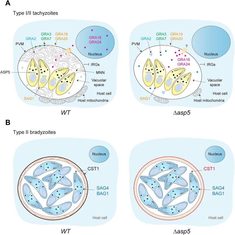 Stage specific functions of ASP5 in <i>T</i>. <i>gondii</i>.