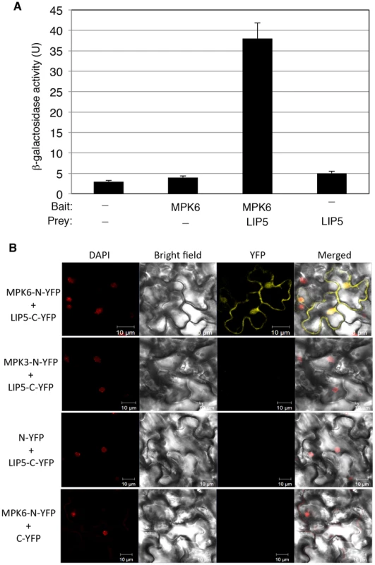 Interaction of MPK6 with LIP5.