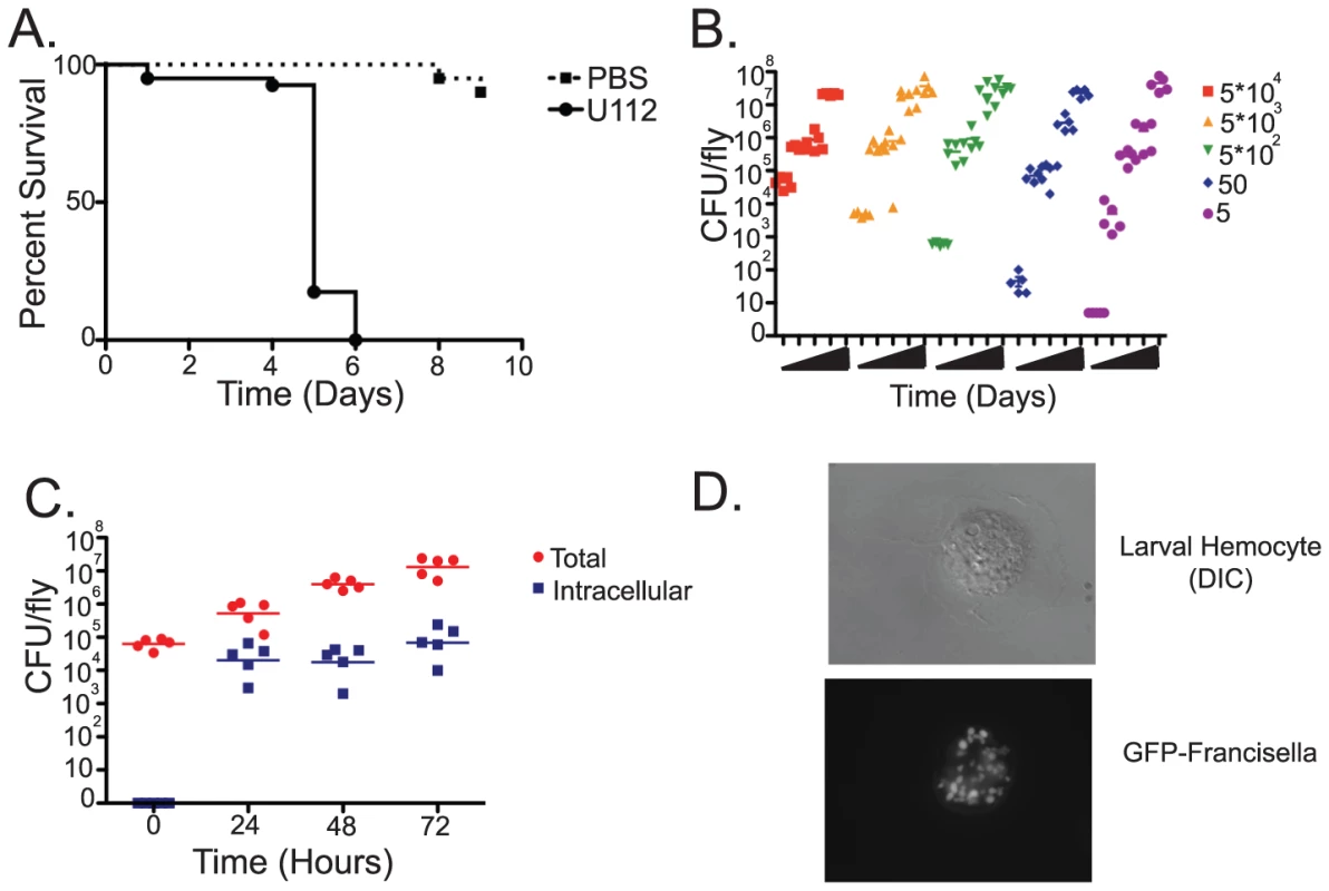<i>Francisella novicida</i> is capable of infecting Drosophila.