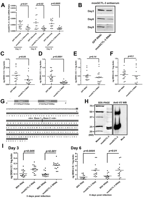 <i>mosGCTL-3</i> facilitated DENV infections.