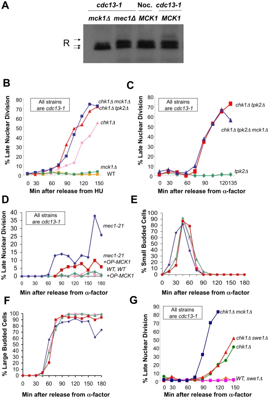 Mck1 is required for R subunit phosphorylation and participates in restraining anaphase following DNA damage.