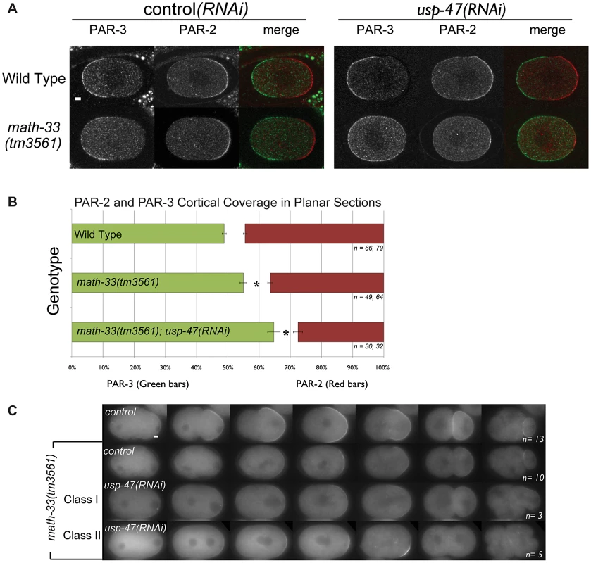Polarity defects in <i>math-33(tm3561);usp-47(RNAi)</i> embryos.