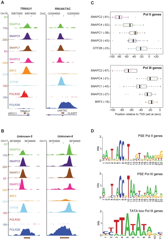 SNAP<sub>c</sub> subunits occupancy and proximal promoter motifs.