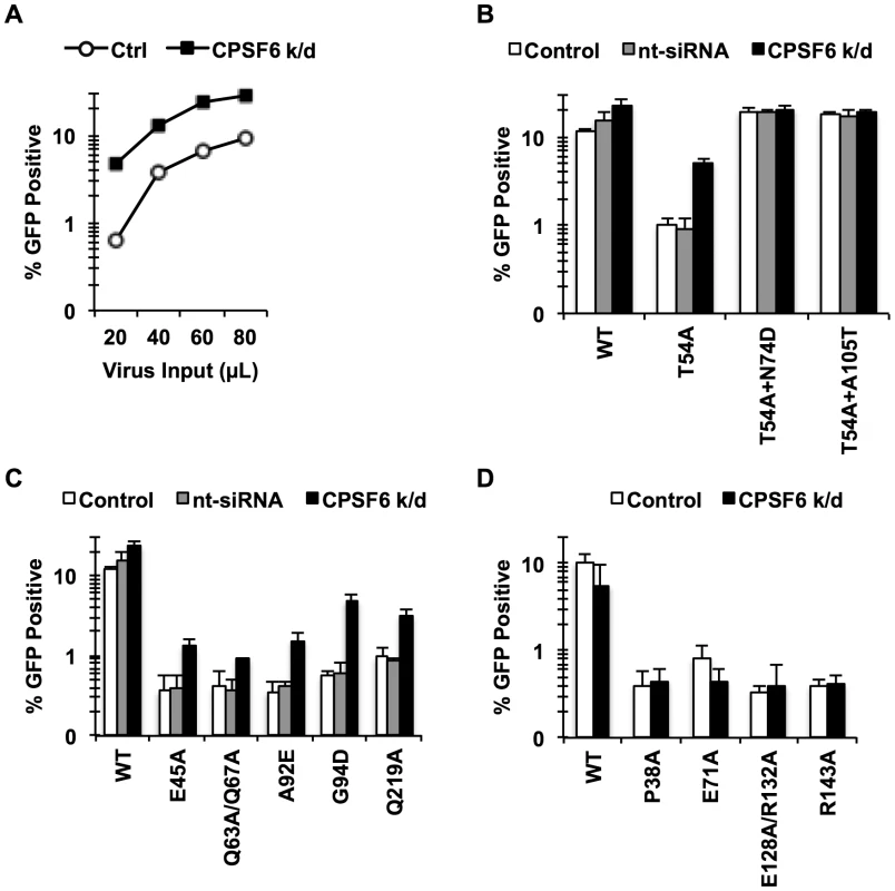 Endogenous CPSF6 restricts cell cycle-dependent HIV-1 CA mutants.