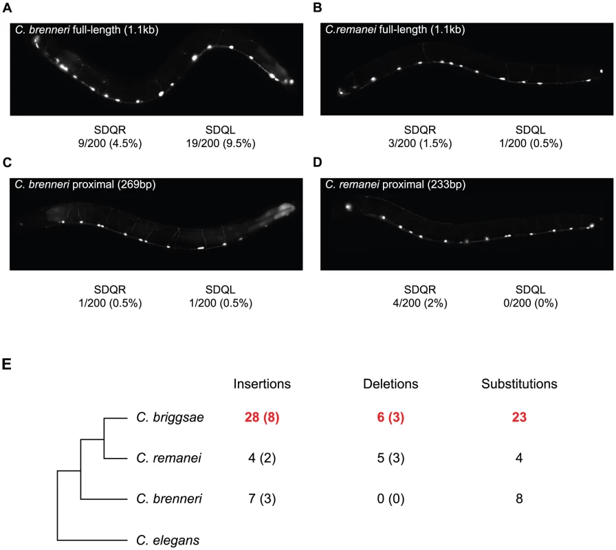The <i>C. briggsae unc-47</i> promoter has experienced lineage-specific sequence evolution and functional divergence.