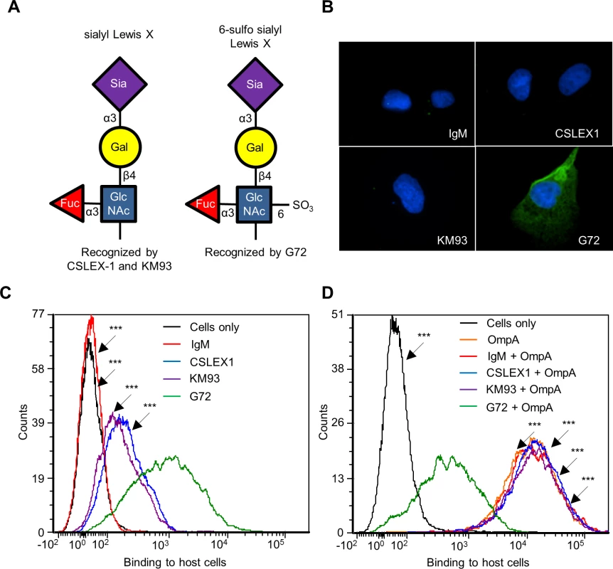 OmpA interacts with 6-sulfo sLe<sup>x</sup> on RF/6A endothelial cell surfaces.