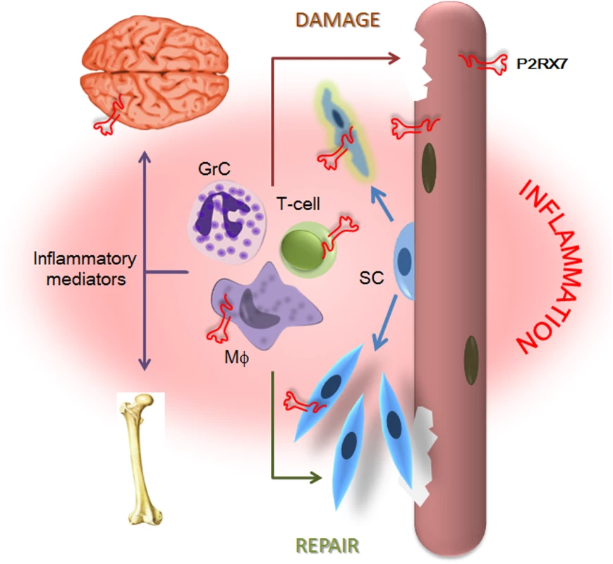 P2X7 purinoceptor involvement in the dystrophic pathology.