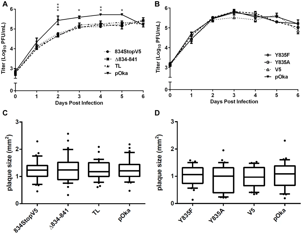 Truncation of the gHcyt reduces viral titers in melanoma cells.