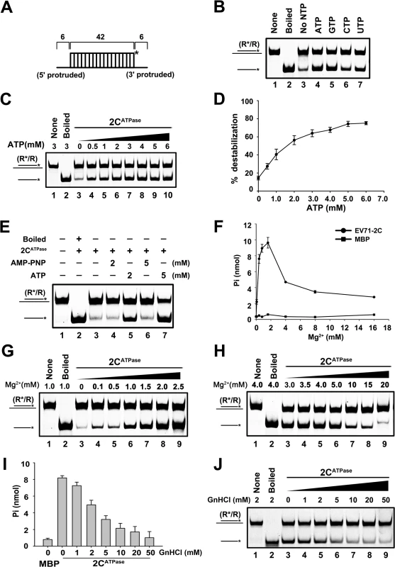 EV71 2C<sup>ATPase</sup> possesses both ATP-dependent and ATP-independent helix unwinding activities.