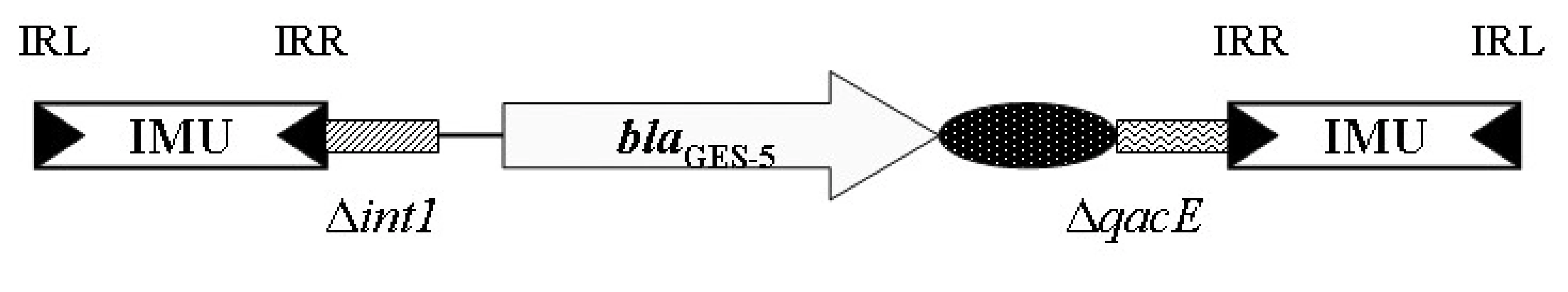 Jednotky mobilizující integron (IMU) v souvislosti
s genem β-laktamázy GES-5. Podle [48].
<b>Fig. 9. </b>Integron mobilization unit (IMU) as a source of mobility
of the beta-lactamase gene GES-5. According to [48].