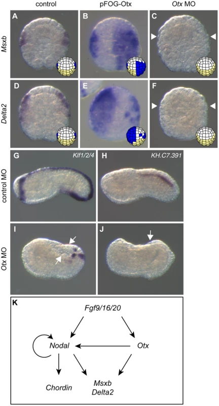 <i>Otx</i> is required for posterior neural tissue formation.