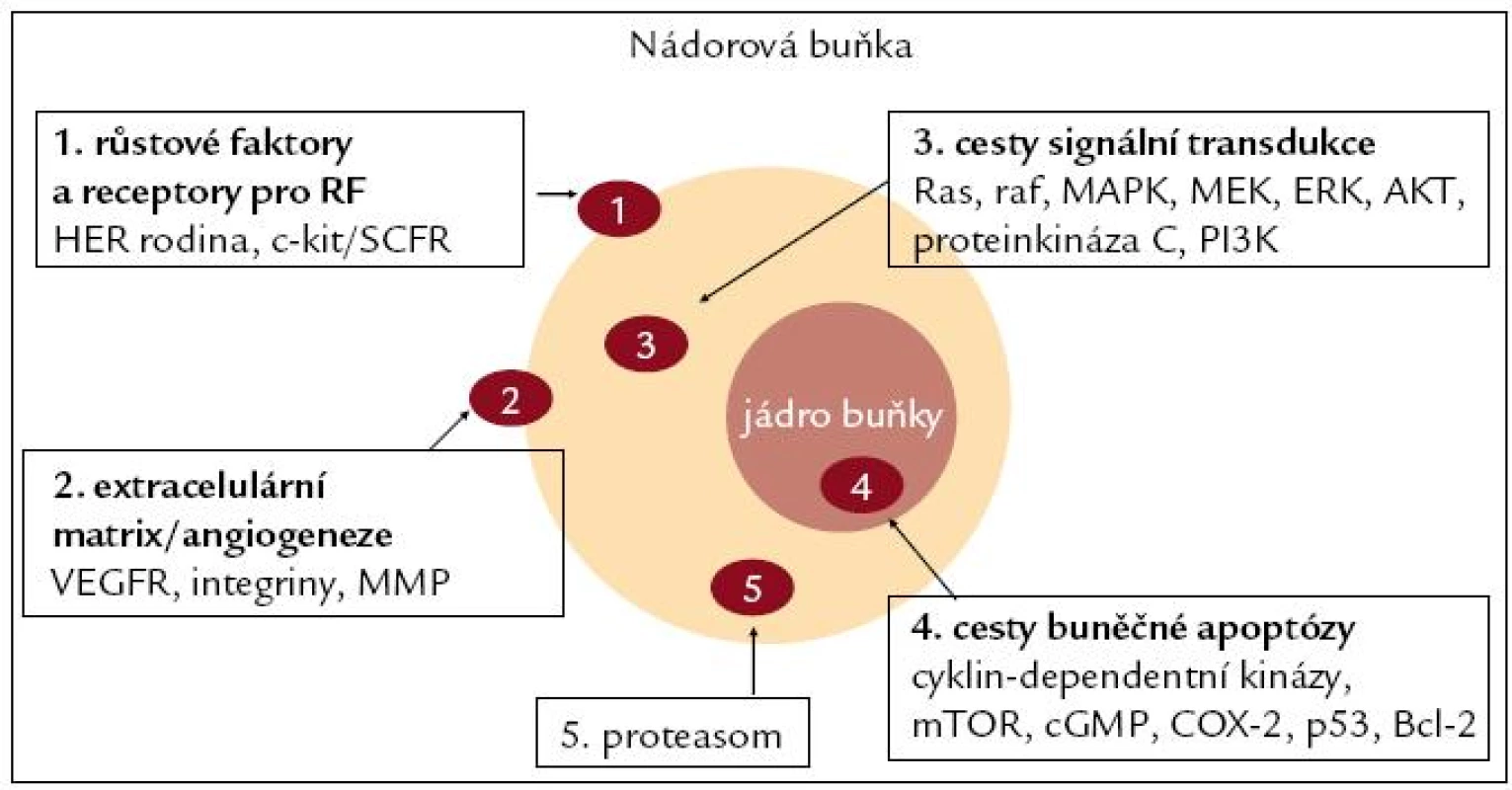 Terčové struktury biologické cílené léčby.
