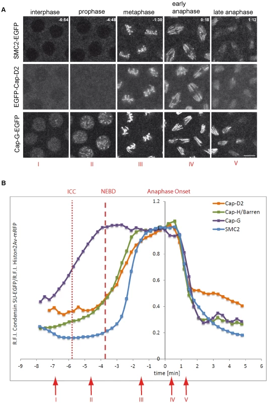 Localization of <i>Drosophila</i> condensin subunits during the cell cycle.