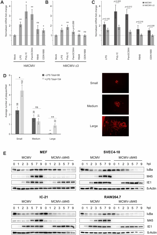 Effects of TLR-agonists go beyond NFκB activity and are independent of tegument proteins.