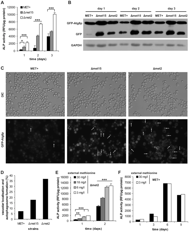MetR specifically regulates induction of autophagy.
