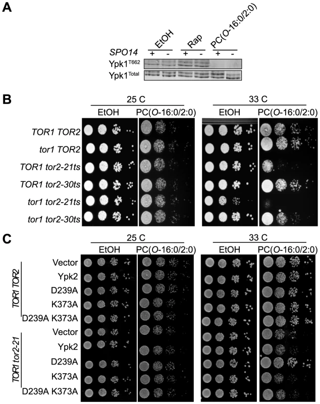 PC(<i>O</i>-16:0/2:0) inhibits TORC2 signaling.