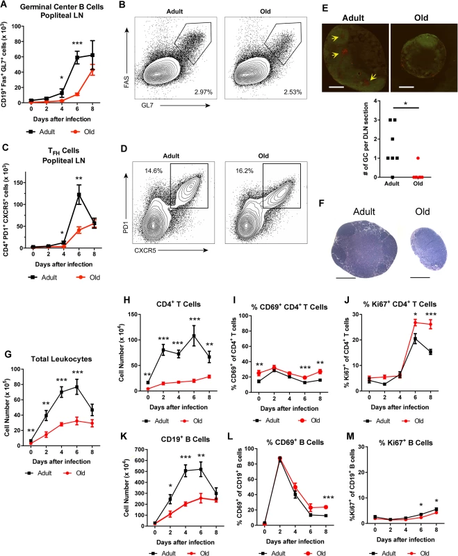 Delayed germinal center formation and decreased accumulation of CD4<sup>+</sup> T cells and CD19<sup>+</sup> B cells in DLN after WNV infection of old mice.