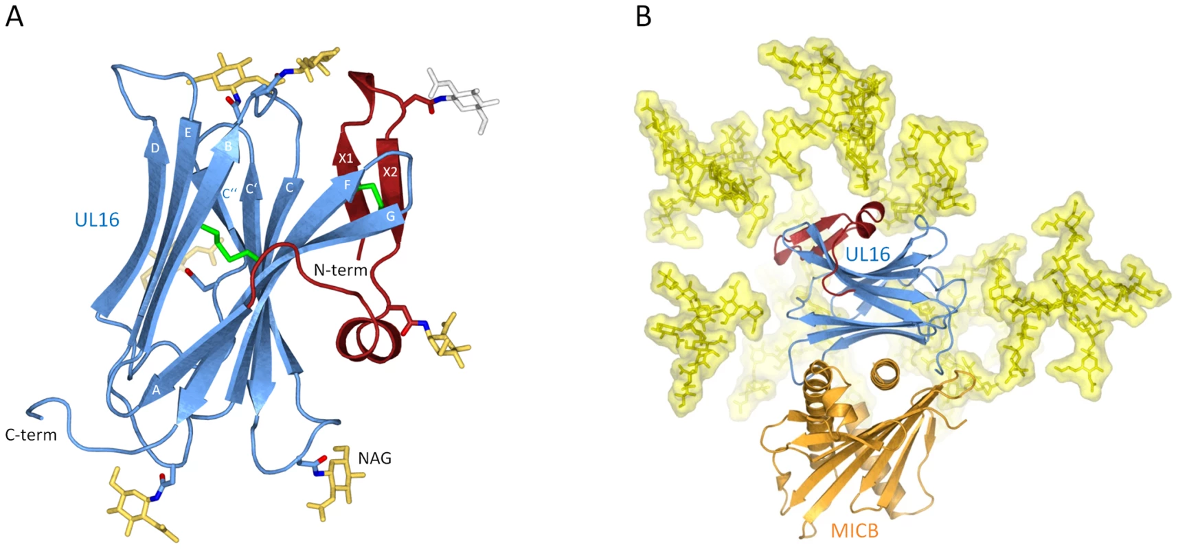Structure of UL16 in complex with MICBpf.