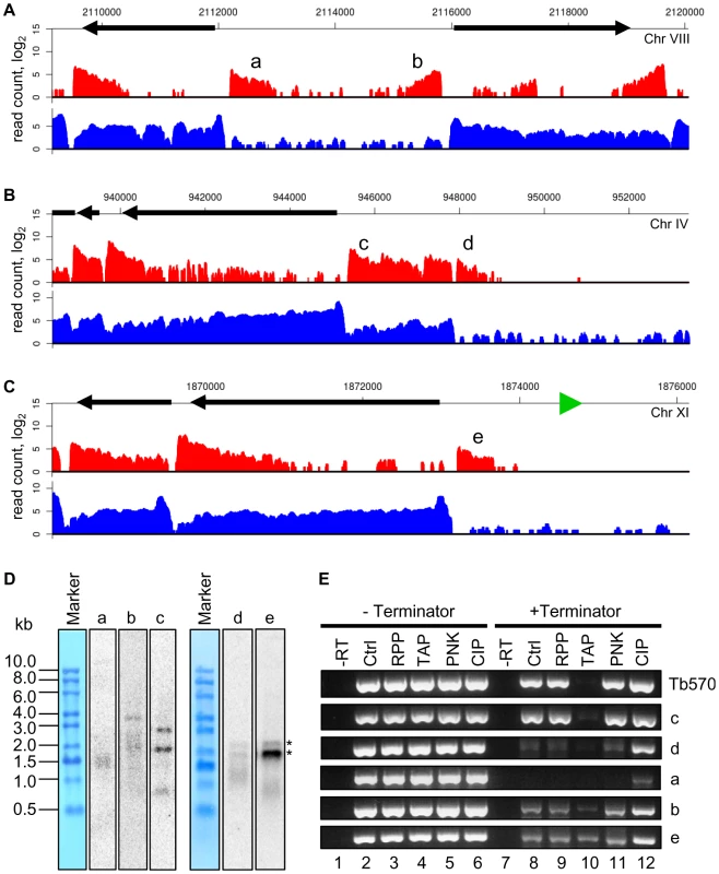 Polyadenylated transcripts without the SL sequence at suspected Pol II start sites.