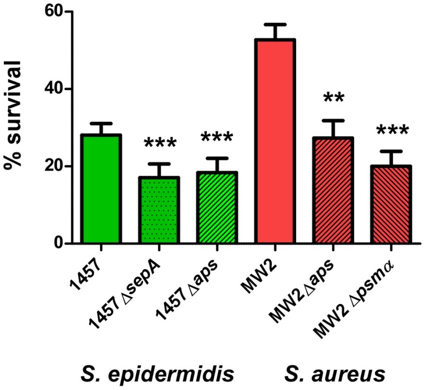 Survival of <i>aps</i> and <i>sepA</i> deletion mutants in human neutrophils.