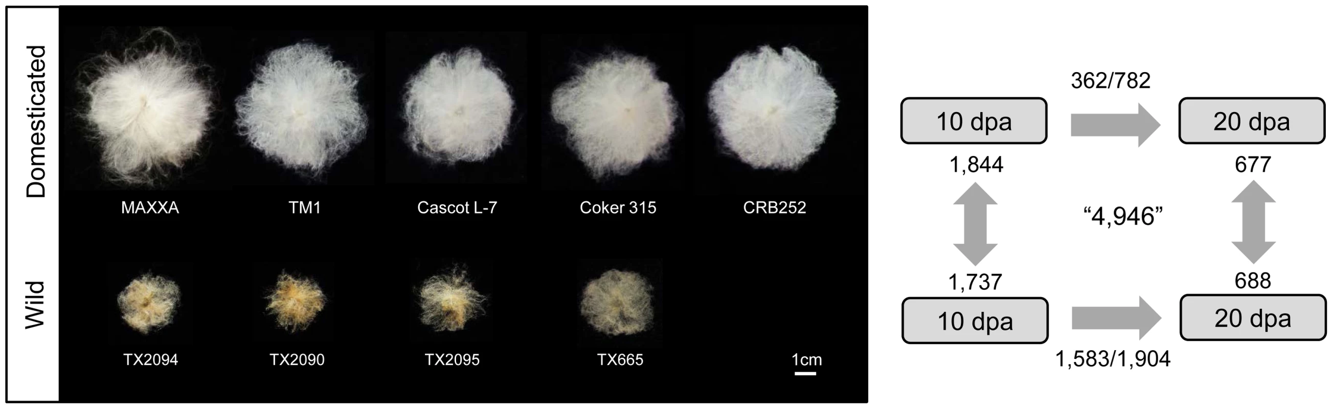 Number of genes differentially expressed during fiber development within and between wild and domesticated cottons.