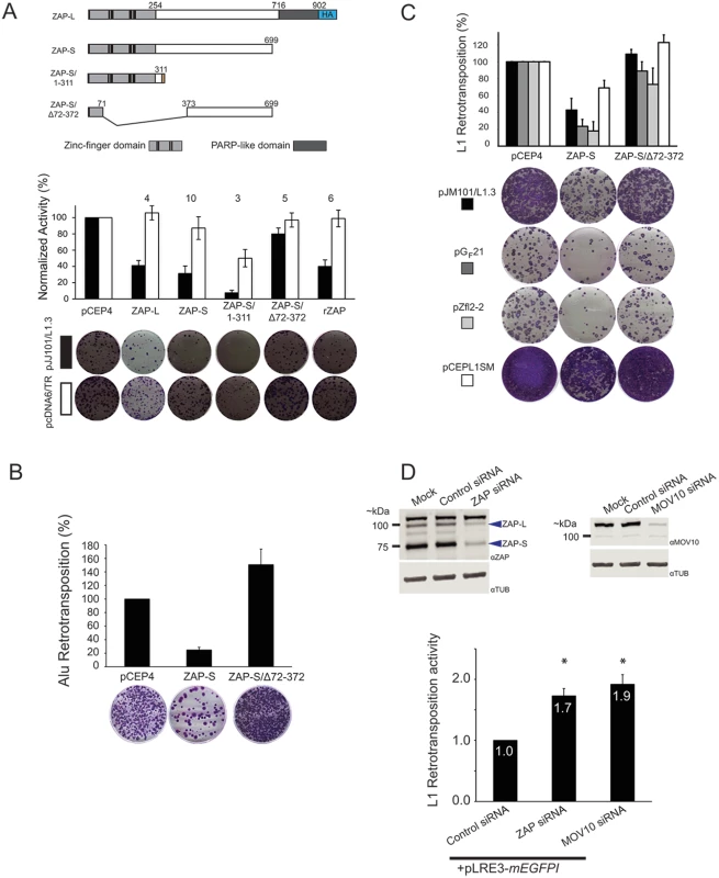 ZAP-S inhibits LINE and Alu retrotransposition.