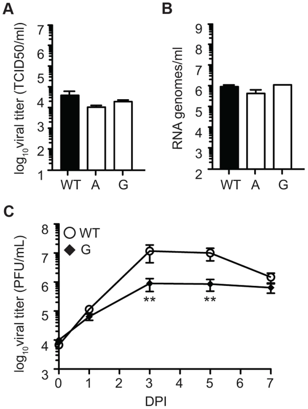 SINV mutator 482G is attenuated in fruit flies.