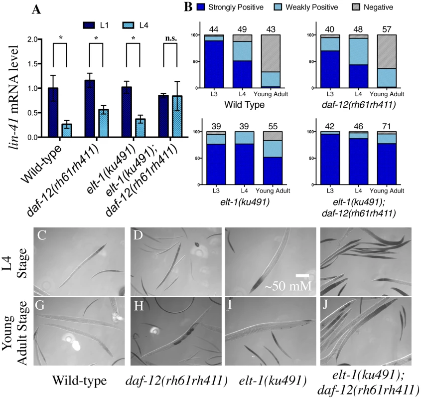 <i>elt-1(ku491);daf-12(rh61rh411)</i> double-mutant animals fail to down-regulate the heterochronic gene <i>lin-41</i> during development.