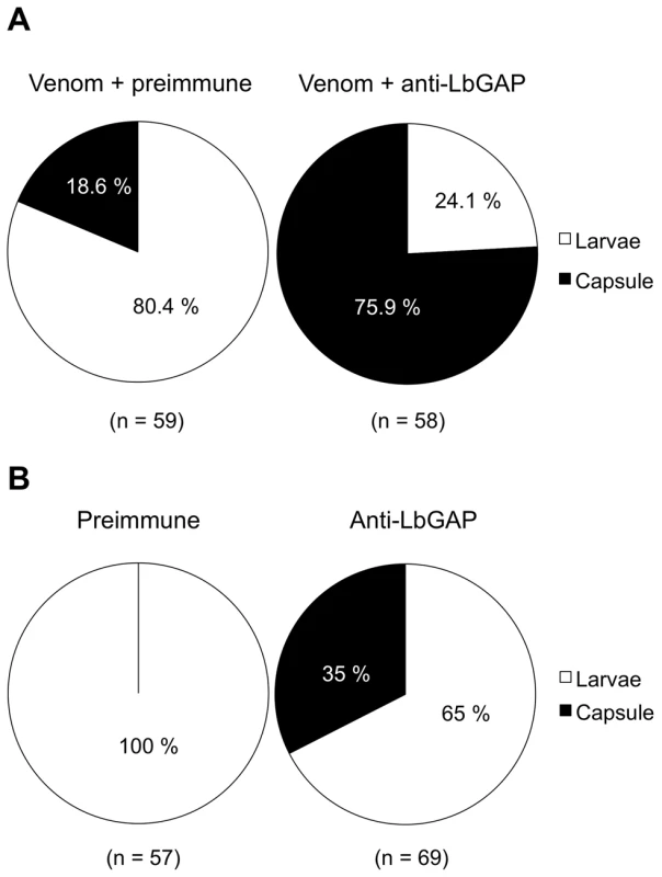 The RacGAP protein is necessary for virulence of ISm females.