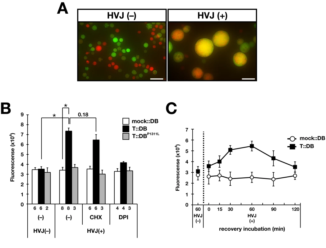 Requirement of TSP-15 for reconstitution of BLI-3 function at cell surface.