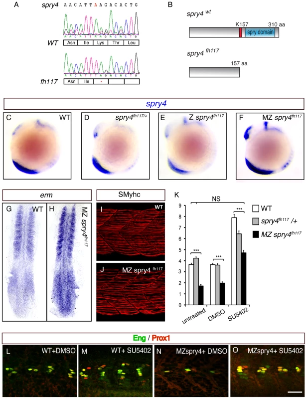 <i>sprouty4</i> loss-of-function leads to the reduction of MP formation.