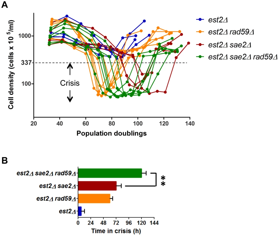 Rad59 sustains proliferation of cells approaching crisis and promotes type I survivors formation.
