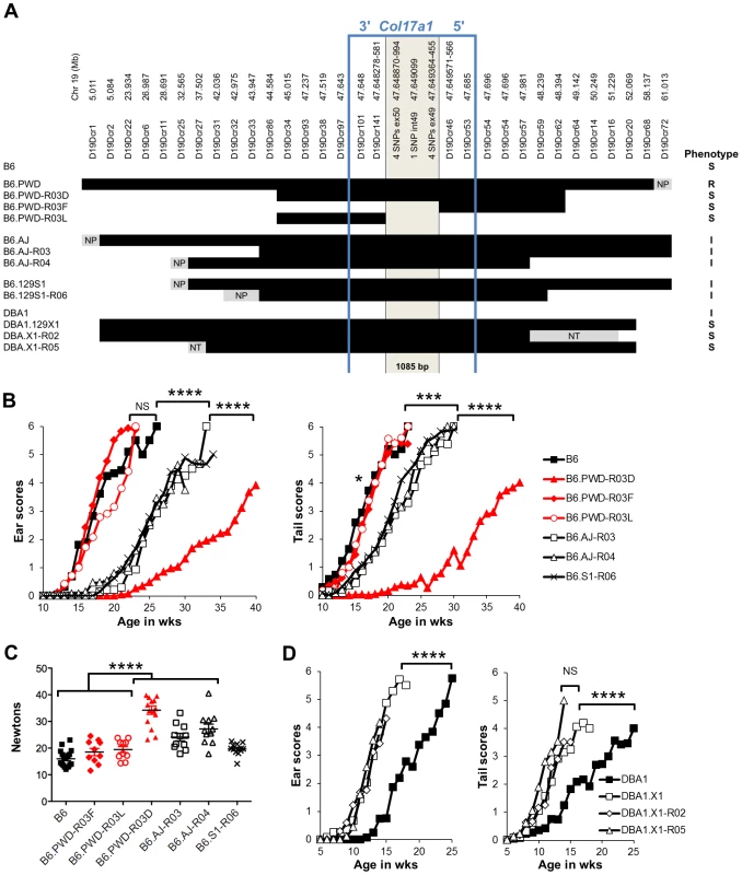 Reduced congenic mapping limits the modifier to within <i>Col17a1</i>.