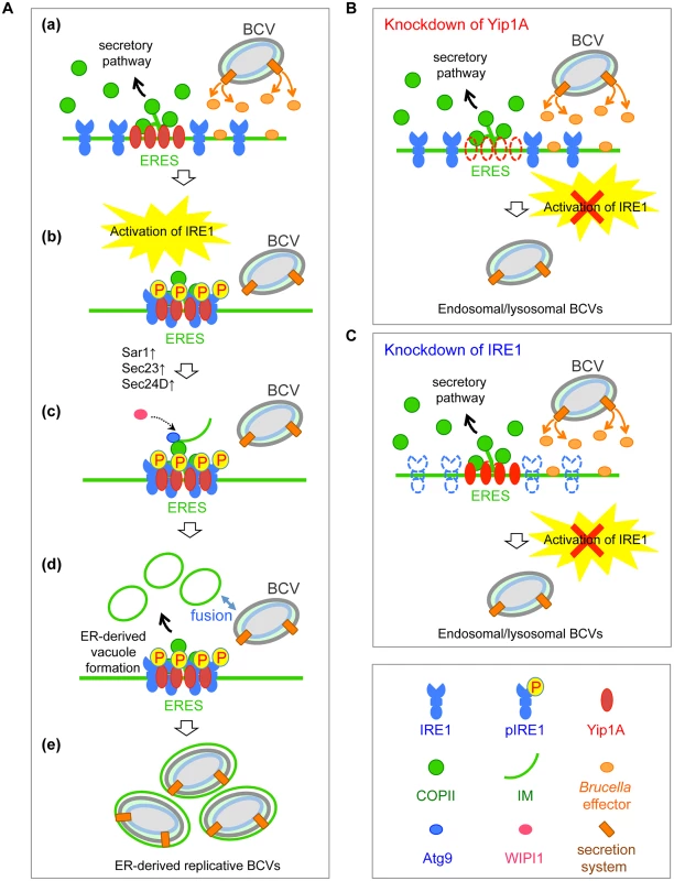 Proposed model of how <i>B</i>. <i>abortus</i> matures into ER-derived replicative BCVs.