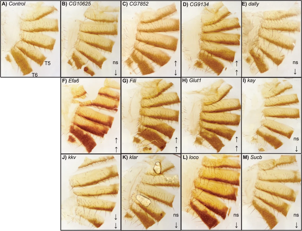 Female abdominal cuticles of Exelixis transposon insertion lines with significant effects on pigmentation.