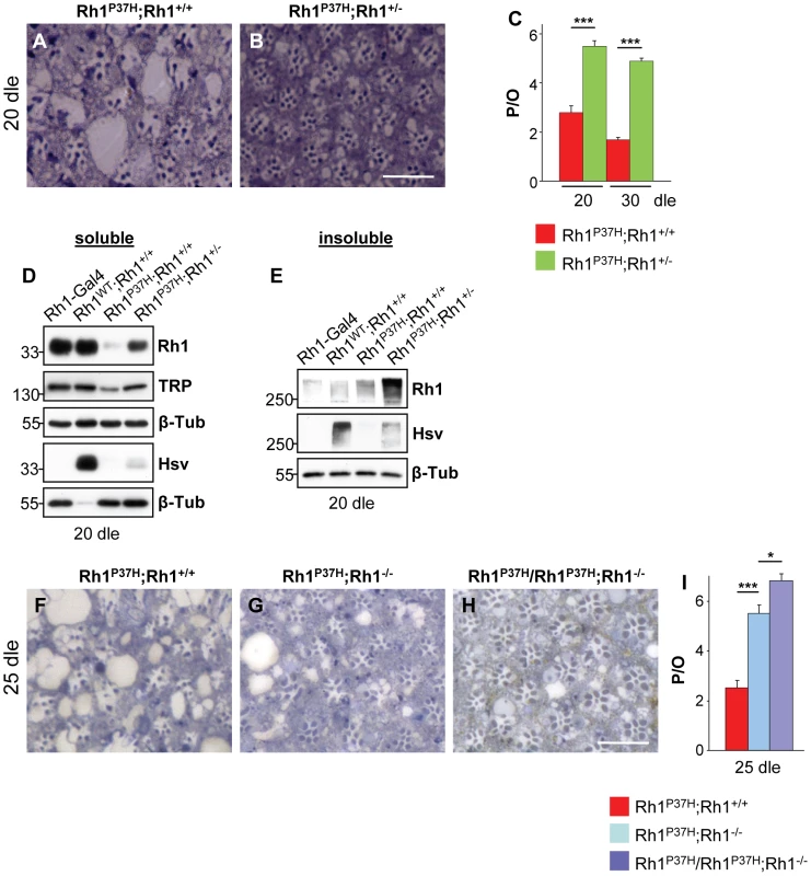 The endogenous Rh1 is required for <i>Rh1<sup>P37H</sup></i> toxicity.