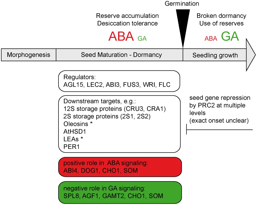 PRC2 represses seed maturation and dormancy genes in the seedling.
