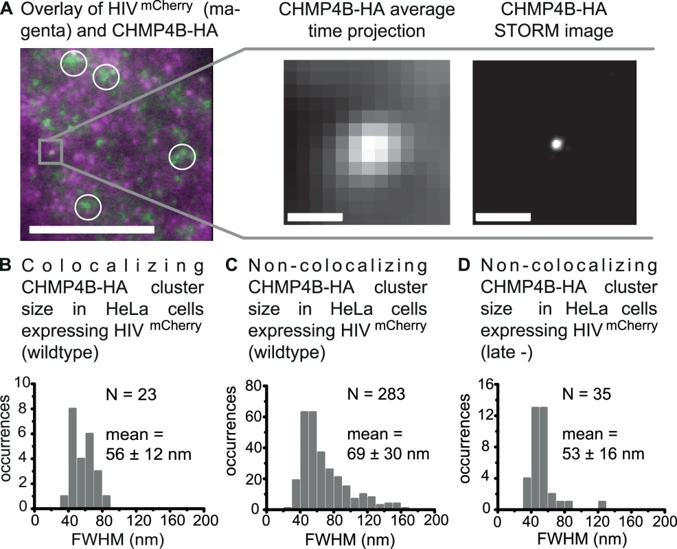 Super-resolution imaging of CHMP4B-HA clusters.