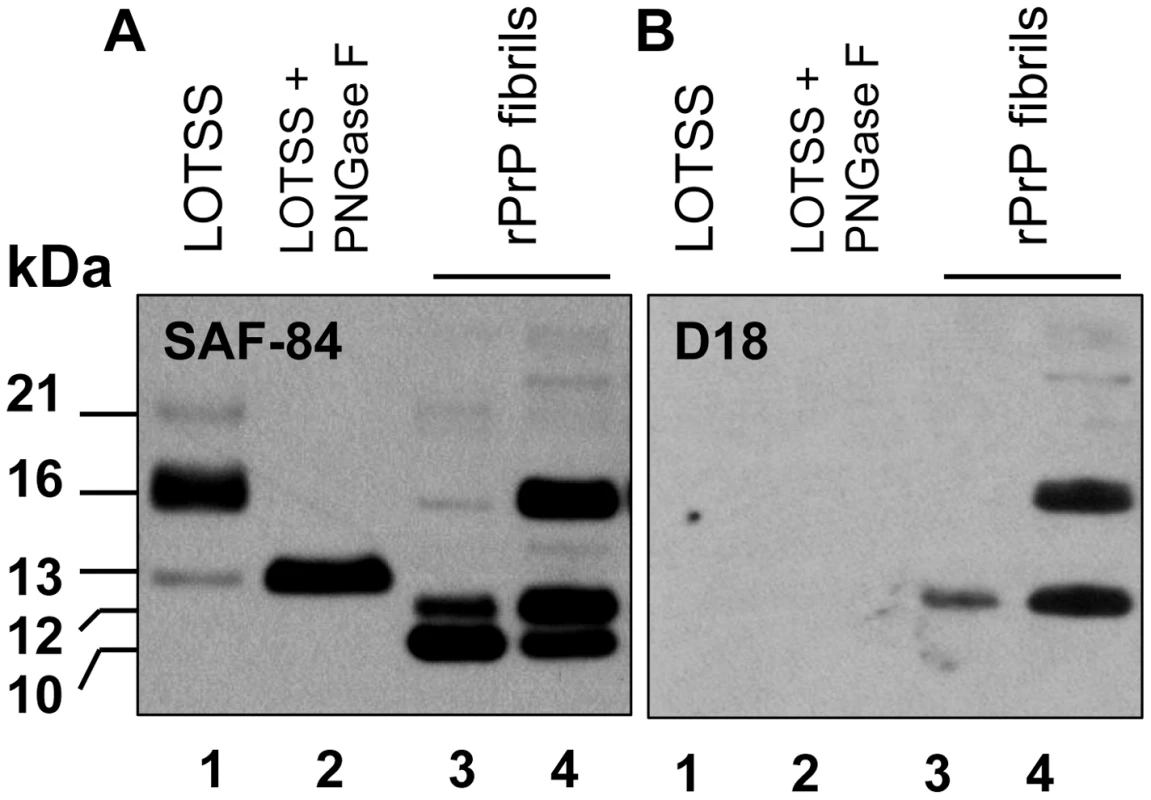 Analysis of the C-terminal PrPres fragments.