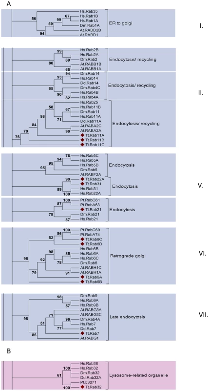A subset of the TtRabs is highly conserved.